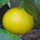 Bergamot Oil (FCF/BGT Free) - Image 3