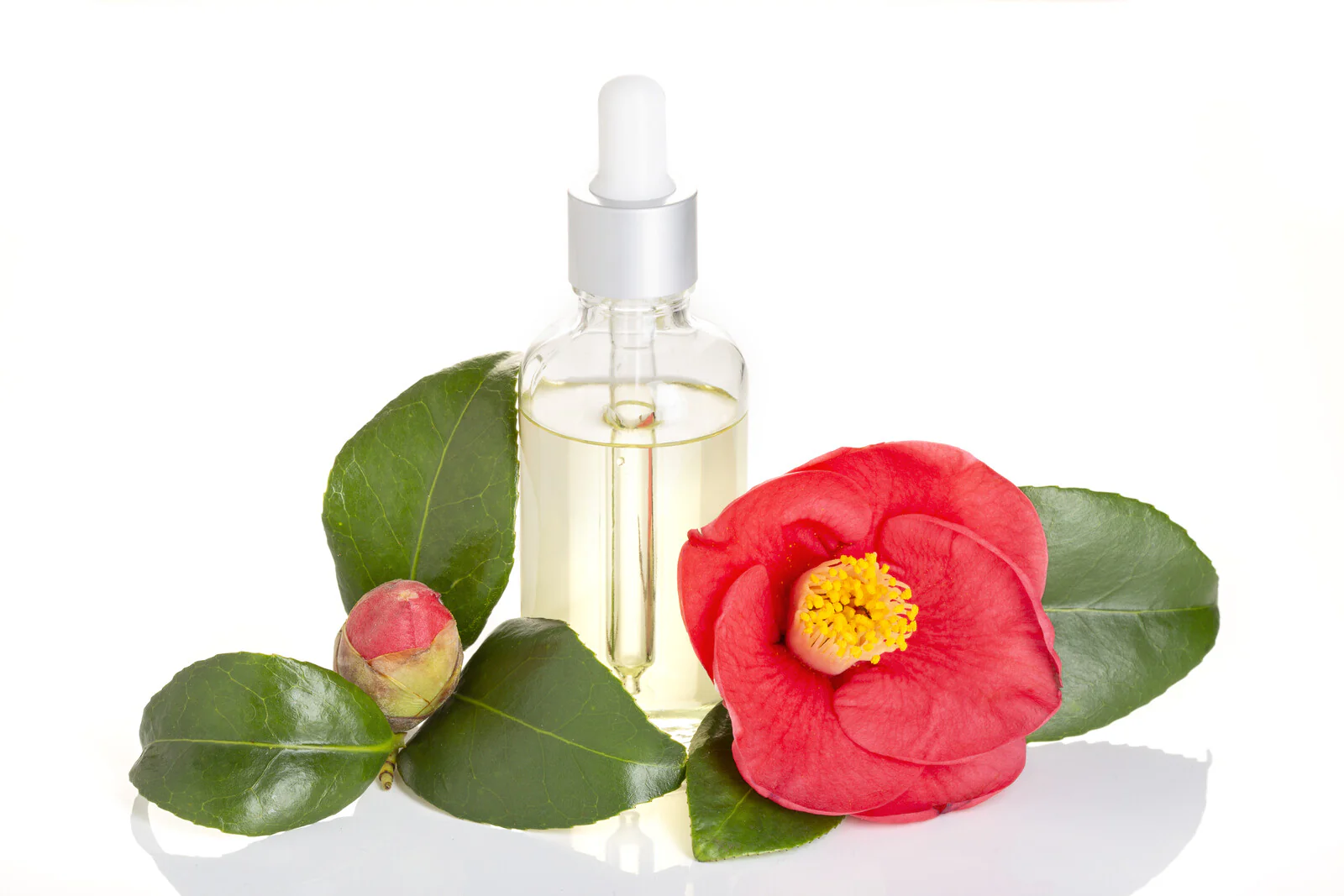 Camellia (Kissi) Oil (Refined)