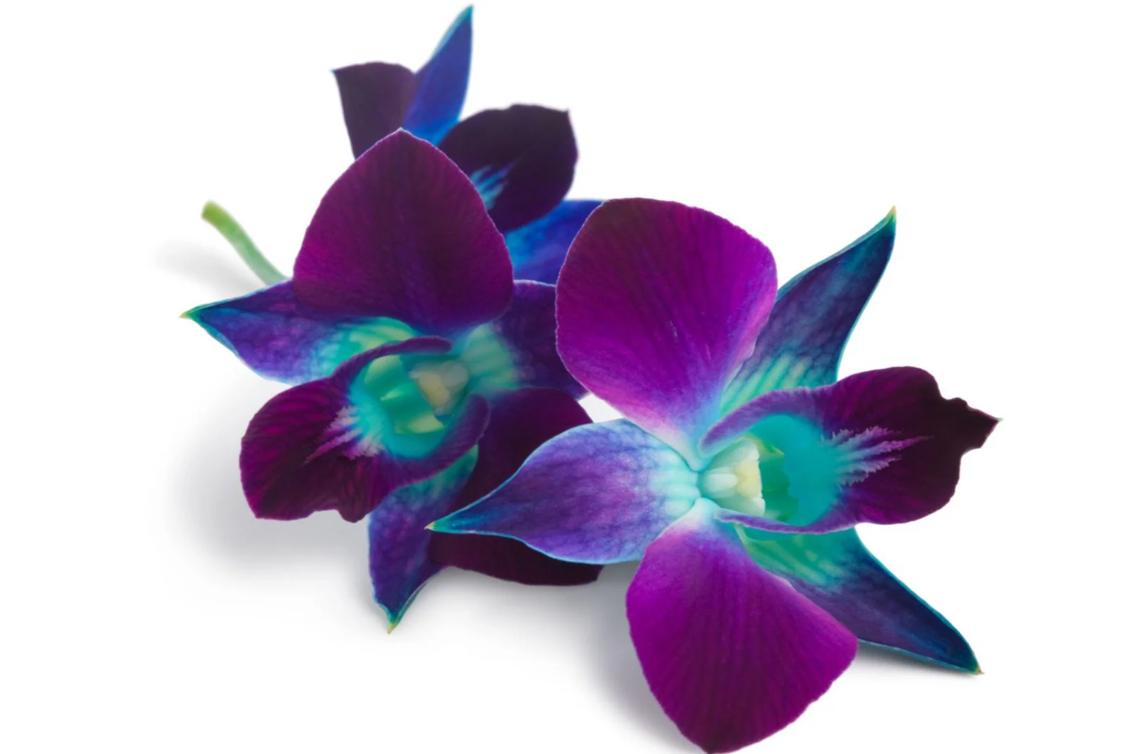 Candle, Diffuser & Soap Fragrance - Smoky Orchid and Cacao