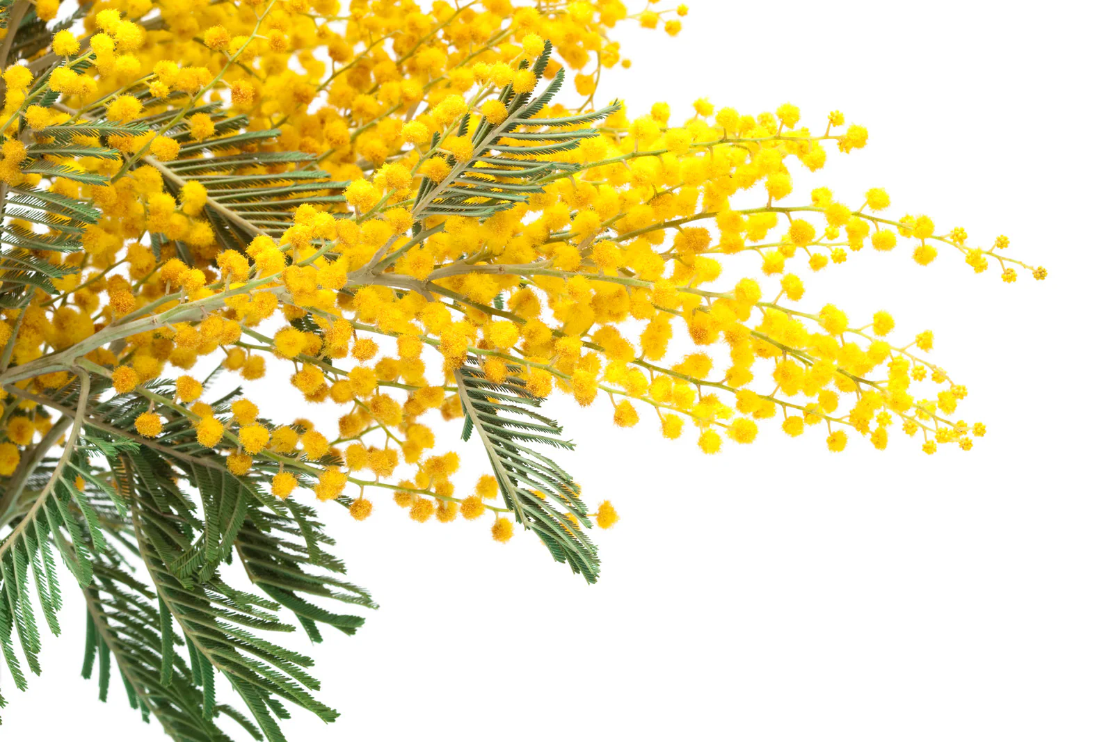 Candle, Diffuser & Soap Fragrance - Golden Mimosa and Amber