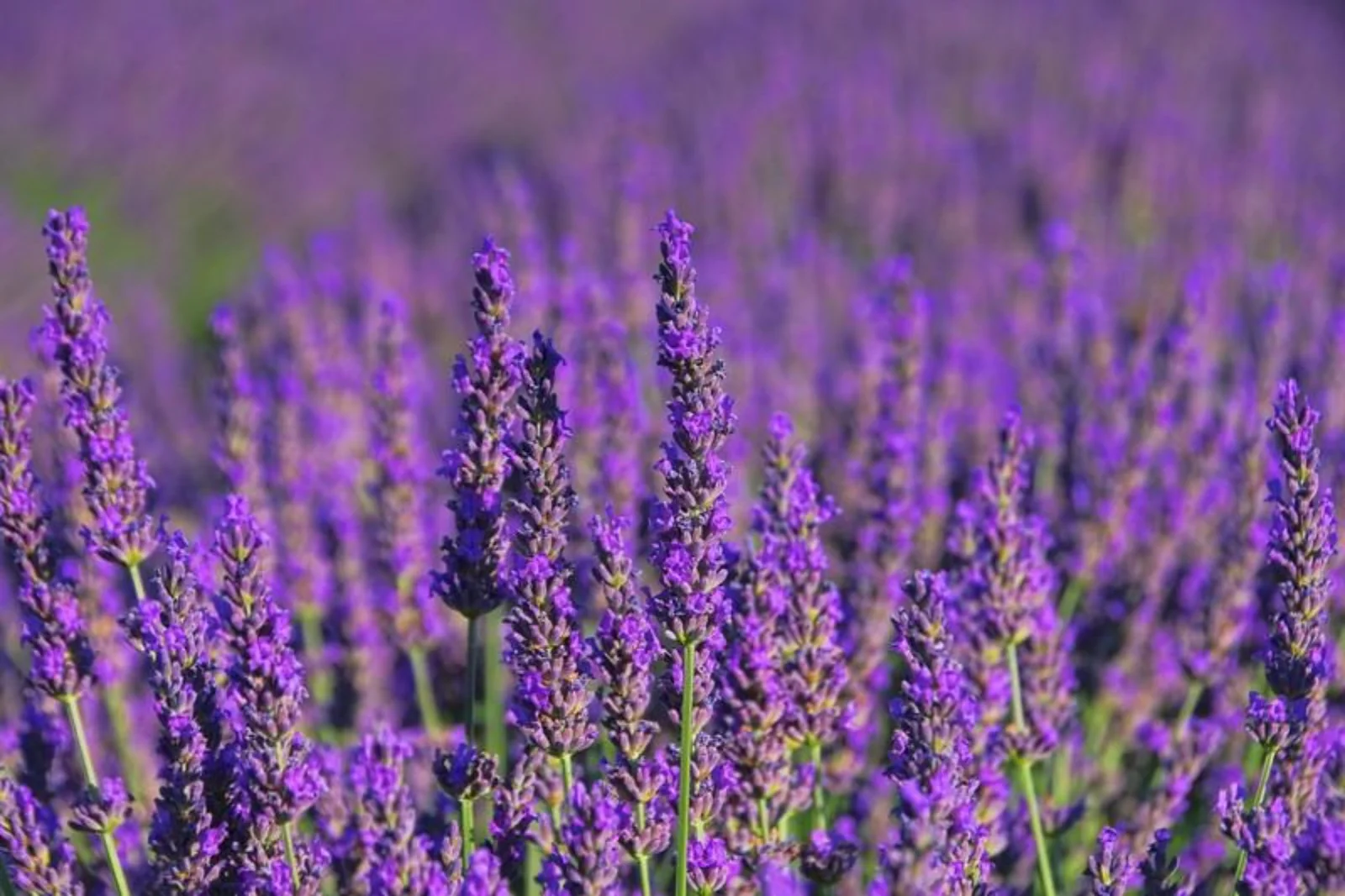 Candle, Diffuser & Soap Fragrance - Lavender Love