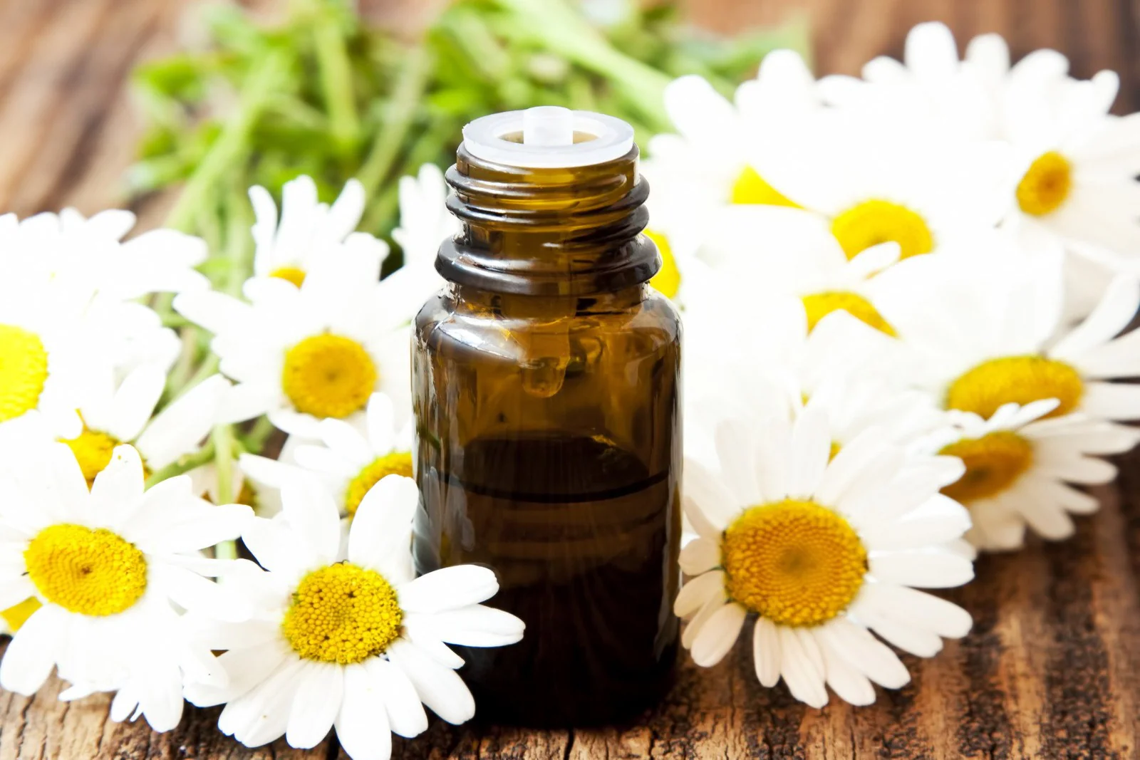 Chamomile (Blue/German) 5% in JOJOBA CARRIER OIL