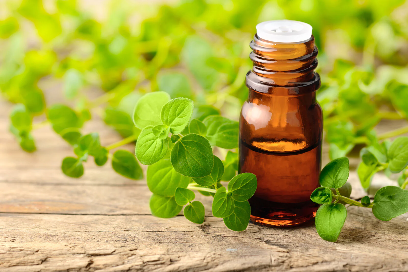 Oregano (Origanum) Oil