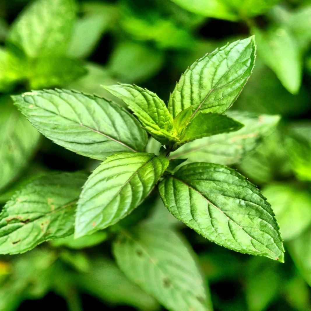 Peppermint Mentha Arvensis (CORNMINT) Oil