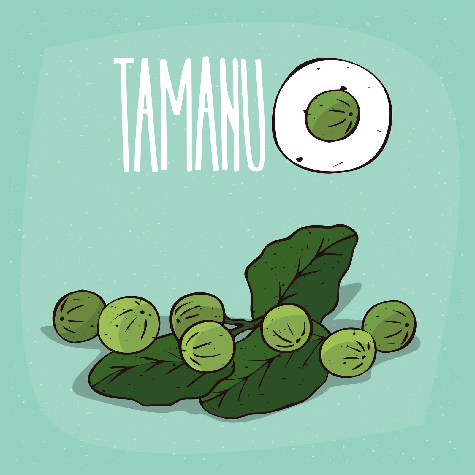 Tamanu Oil (Cold Pressed Organic) - Image 2