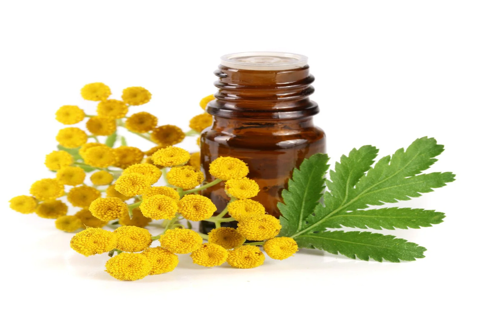 Tansy Oil Blue