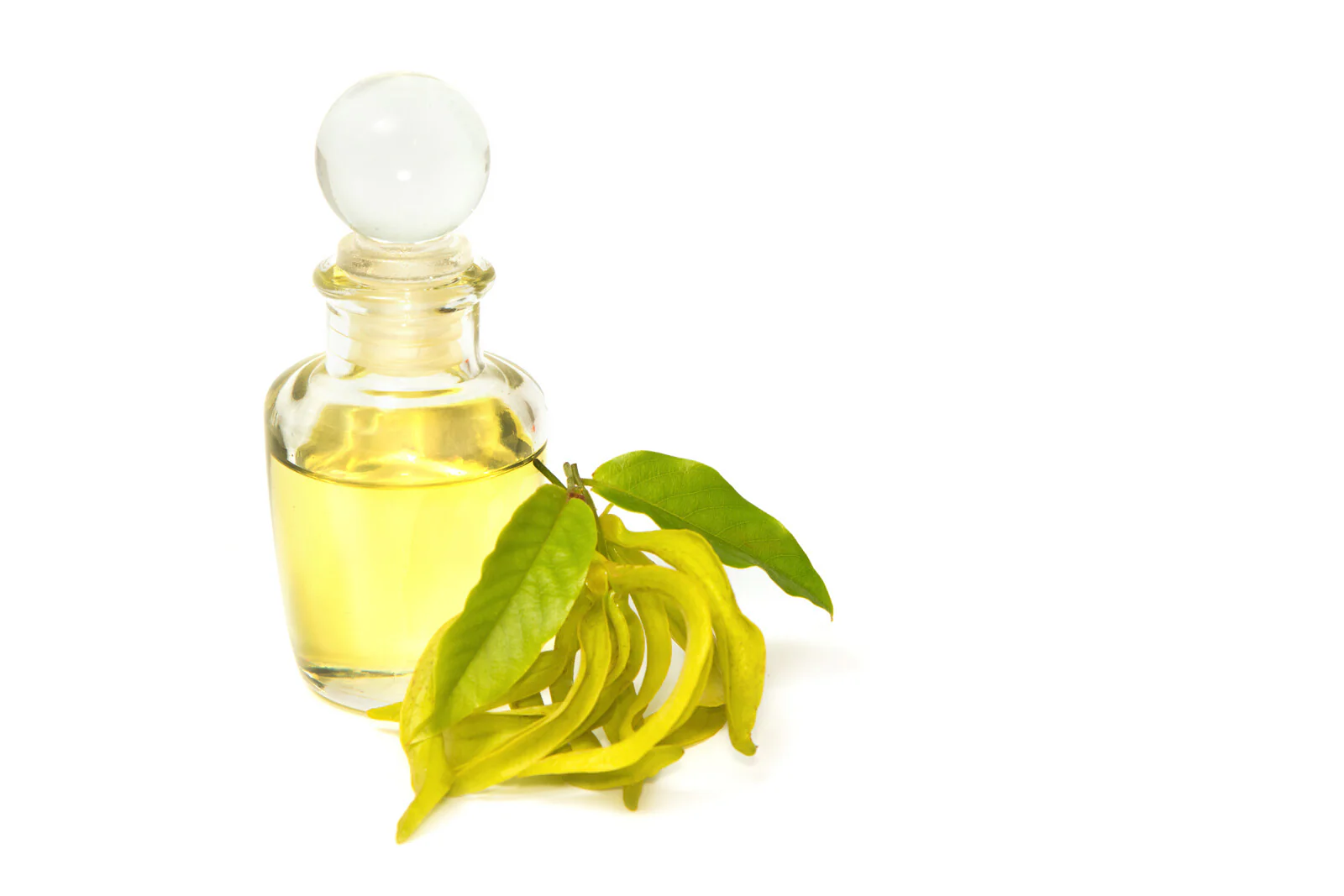Ylang Ylang Complete ORGANIC
