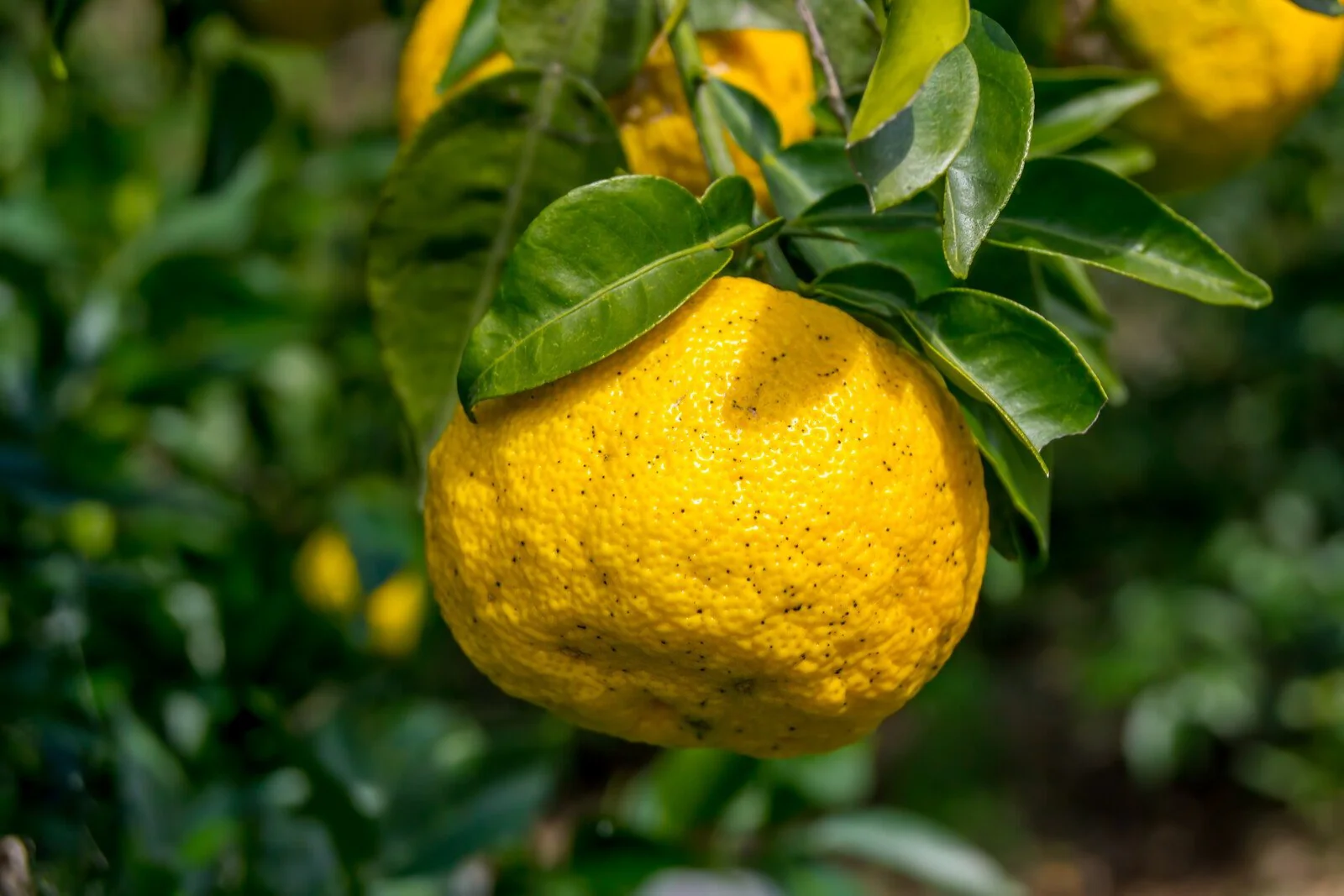 Yuzu Oil